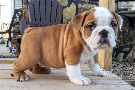 English Bulldog Puppies For Sale In Missouri Cheap