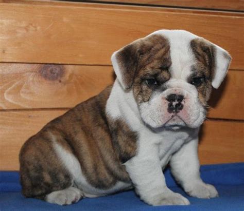 English Bulldog Puppies For Sale In Morgantown Wv