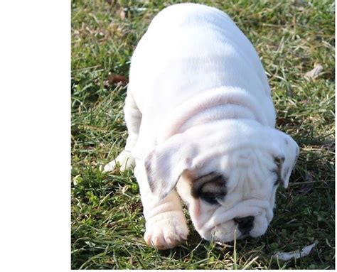 English Bulldog Puppies For Sale In Nc Craigslist