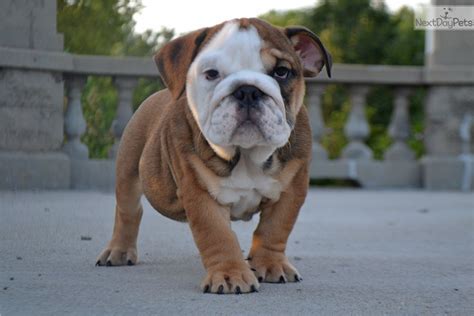 English Bulldog Puppies For Sale In Nebraska