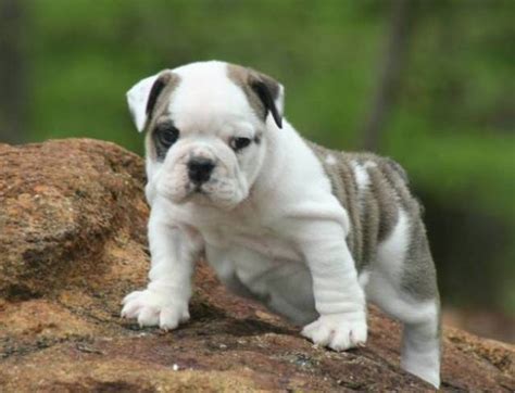 English Bulldog Puppies For Sale In New Orleans