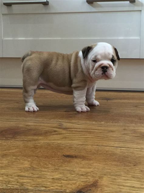 English Bulldog Puppies For Sale In Nj Under $500