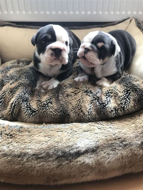 English Bulldog Puppies For Sale In Ohio Craigslist
