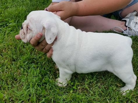 English Bulldog Puppies For Sale In Owensboro Ky