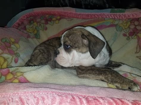 English Bulldog Puppies For Sale In Palmdale Ca