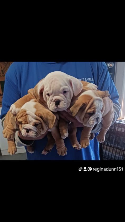 English Bulldog Puppies For Sale In Riverside Ca