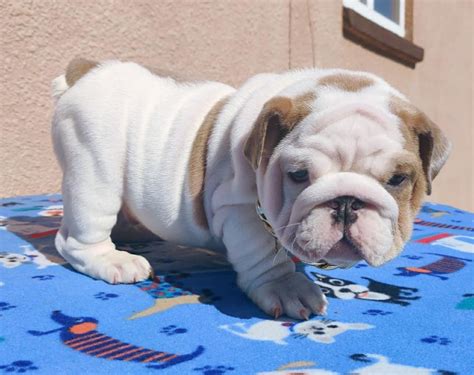 English Bulldog Puppies For Sale In Sacramento California