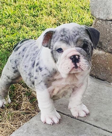 English Bulldog Puppies For Sale In San Antonio