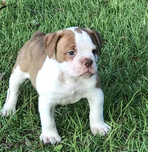 English Bulldog Puppies For Sale In South Florida