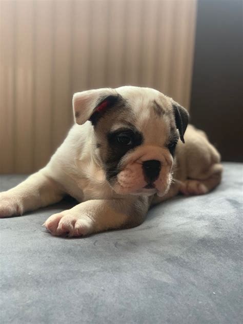 English Bulldog Puppies For Sale In South Jersey