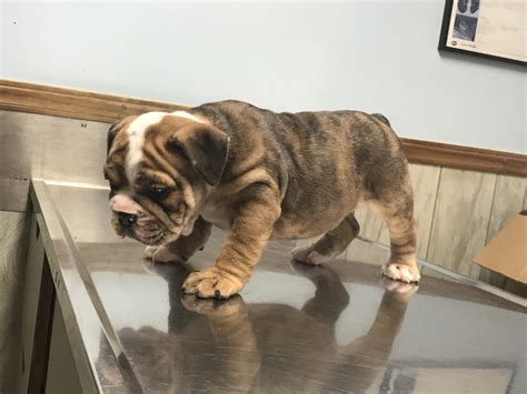 English Bulldog Puppies For Sale In Spartanburg Sc