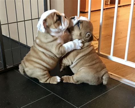 English Bulldog Puppies For Sale In Springfield Missouri