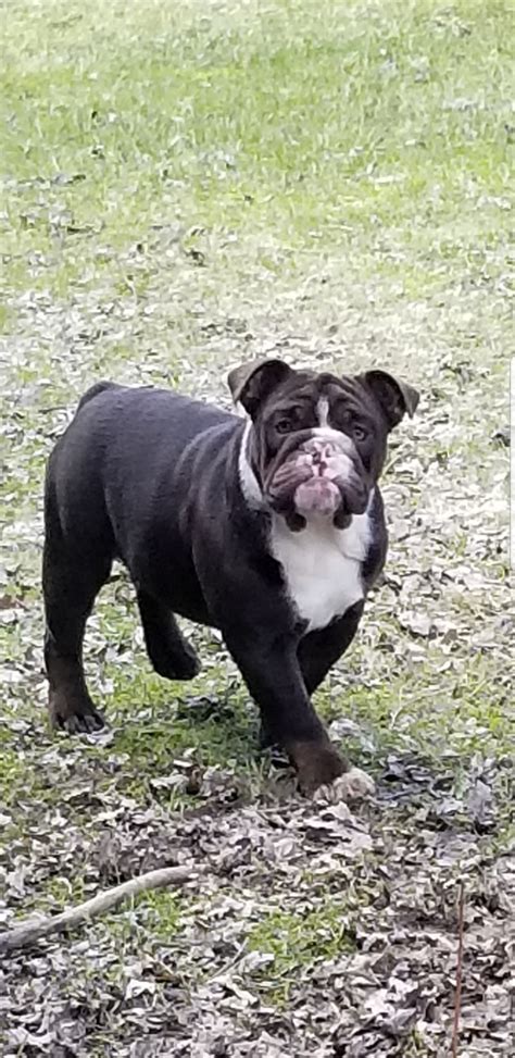 English Bulldog Puppies For Sale In Syracuse Ny