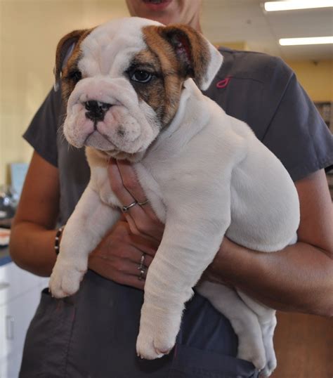 English Bulldog Puppies For Sale In Tallahassee Florida