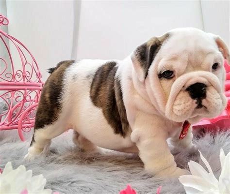 English Bulldog Puppies For Sale In Tampa Florida