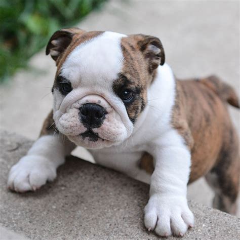 English Bulldog Puppies For Sale In Texas Craigslist