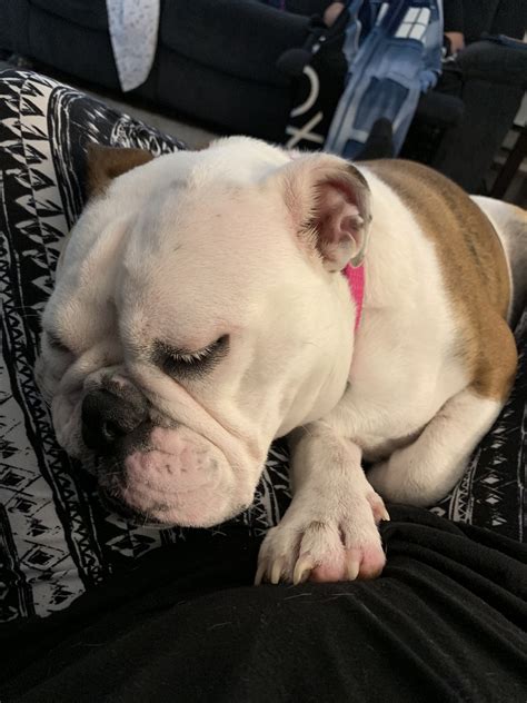 English Bulldog Puppies For Sale In Toms River Nj
