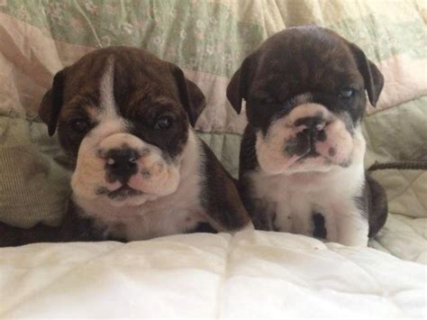 English Bulldog Puppies For Sale In Tulsa Ok