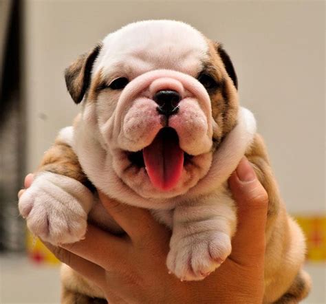 English Bulldog Puppies For Sale In Upstate Ny