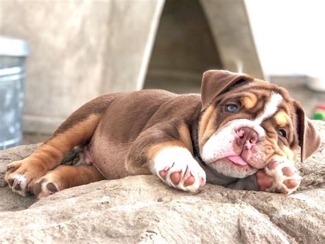 English Bulldog Puppies For Sale In Ventura County
