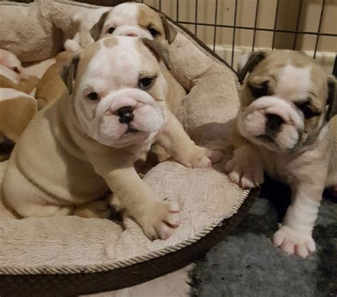 English Bulldog Puppies For Sale In Wa State
