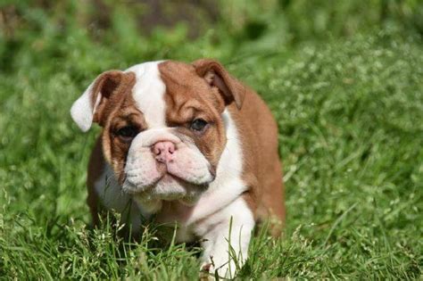English Bulldog Puppies For Sale In Washington Dc