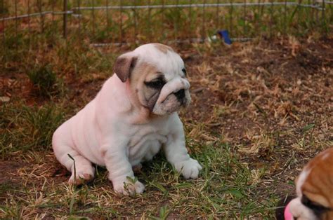English Bulldog Puppies For Sale In Wv