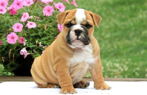 English Bulldog Puppies For Sale In Wyoming