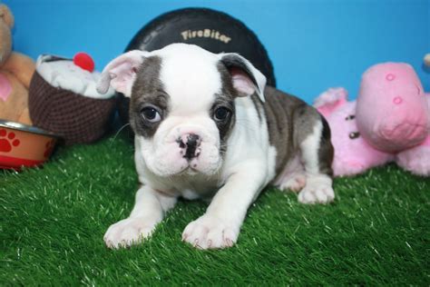 English Bulldog Puppies For Sale Long Island Ny