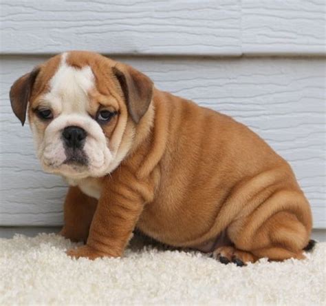 English Bulldog Puppies For Sale Louisville Ky