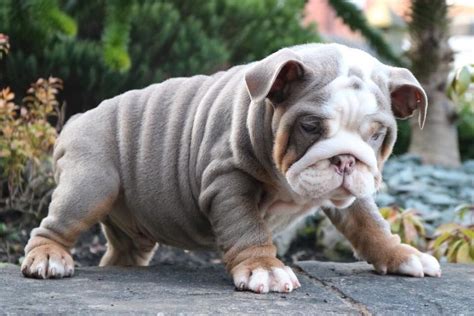 English Bulldog Puppies For Sale Mississippi