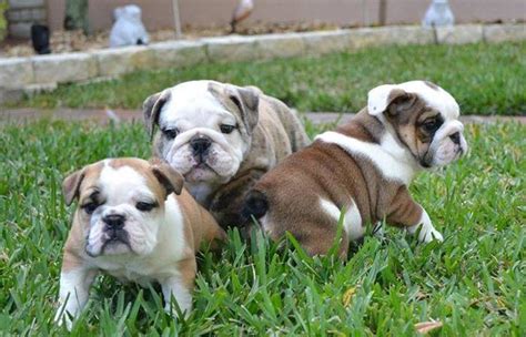 English Bulldog Puppies For Sale North Carolina