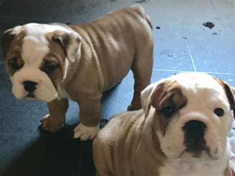 English Bulldog Puppies For Sale Orlando