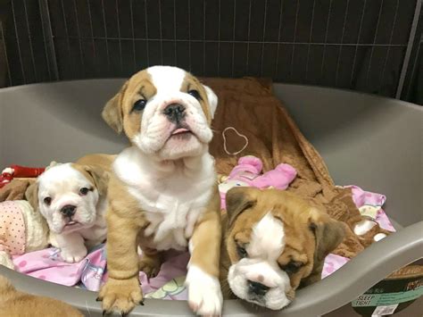 English Bulldog Puppies For Sale Pittsburgh