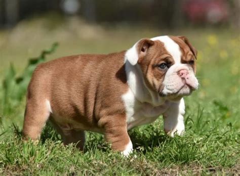 English Bulldog Puppies For Sale Raleigh Nc