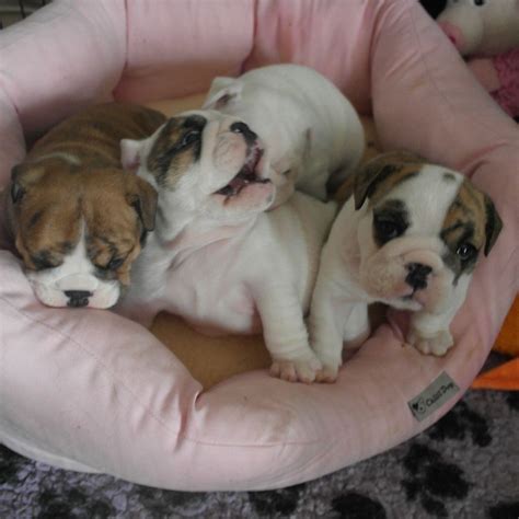 English Bulldog Puppies For Sale San Jose