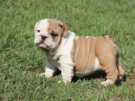 English Bulldog Puppies For Sale Tennessee