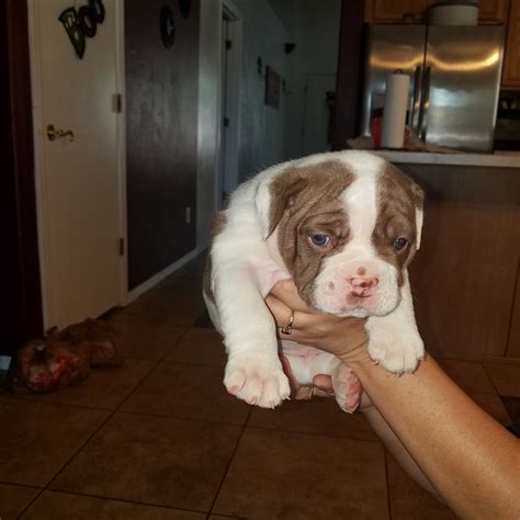 English Bulldog Puppies For Sale Tucson