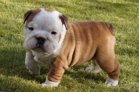 English Bulldog Puppies For Sale Under $500