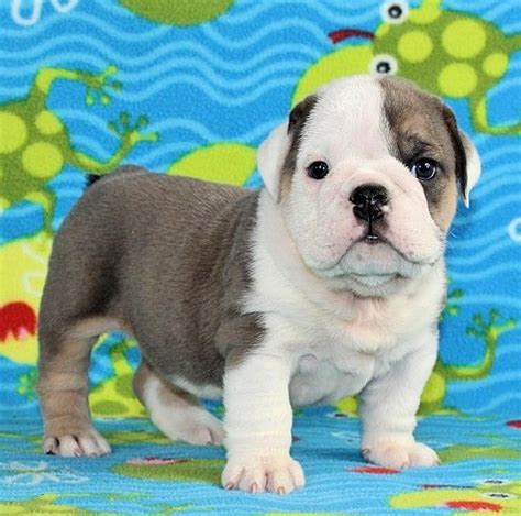 English Bulldog Puppies For Sale West Virginia