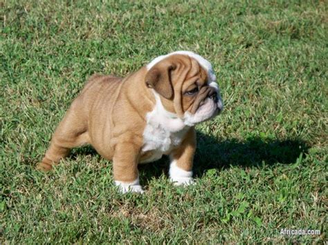 English Bulldog Puppies For Sale Western Cape