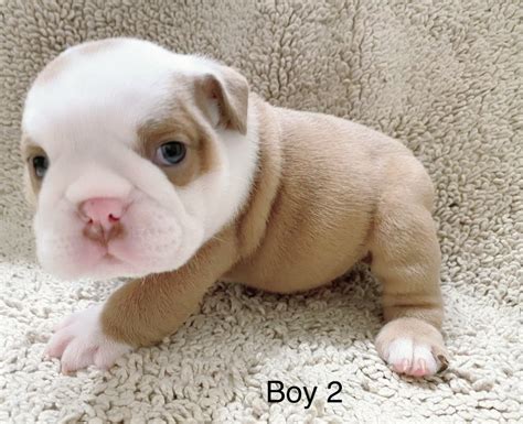 English Bulldog Puppies For Sale Wichita Ks
