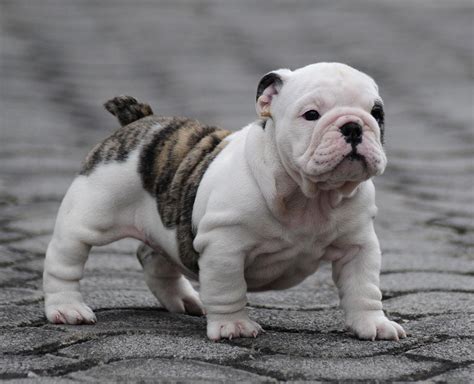 English Bulldog Puppies For Sell