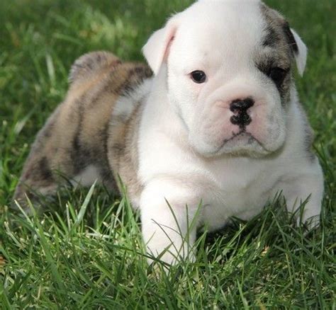 English Bulldog Puppies In Jacksonville Florida