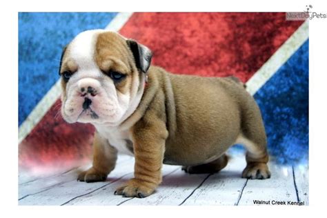 English Bulldog Puppies Lincoln Ne