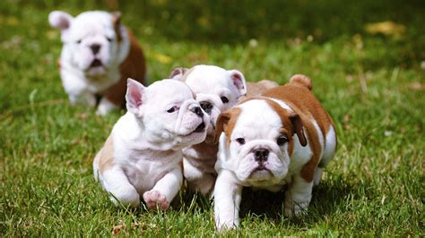 English Bulldog Puppies Running
