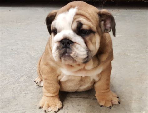 English Bulldog Puppies Under $500