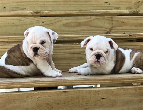 English Bulldog Puppies for Sale from Texas Breeders