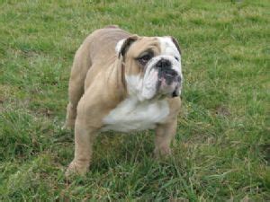 English Bulldog Puppies in Virginia - PupCity.com