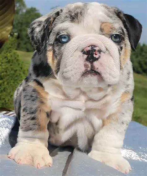English Bulldog Puppy Blue Eyes